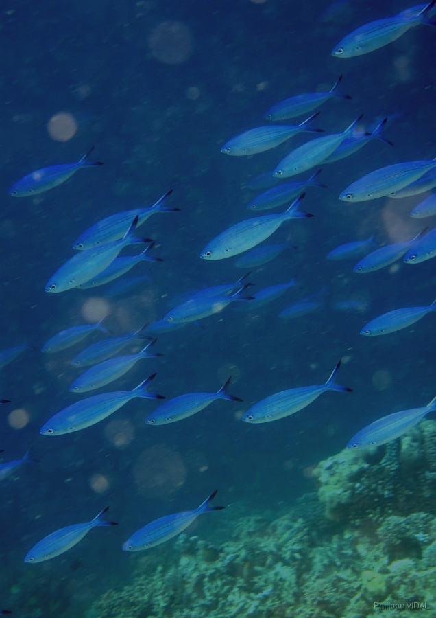 IMG_0129rc_Maldives_Madoogali_House reef_Fusilier a croissant-Caesio lunaris.jpg